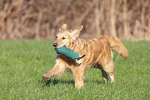 Training: Golden Retriever