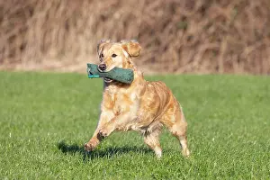 Training: Golden Retriever