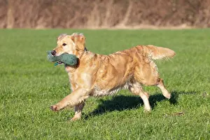 Training: Golden Retriever