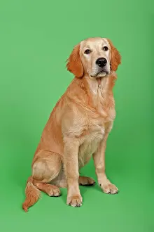 Floppy: Golden Retriever, 7 months