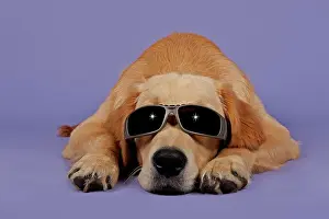 Sunglasses: Golden Retriever, 7 months, with sunglasses Golden