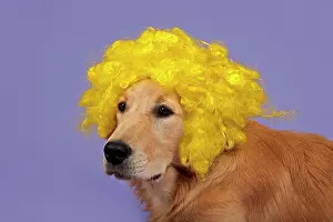 Wigs: Golden Retriever, 7 months, with yellow curly wig