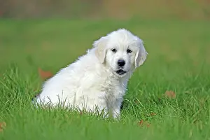 Ruhr: Golden Retriever, 8 weeks old, Frnndenberg, North