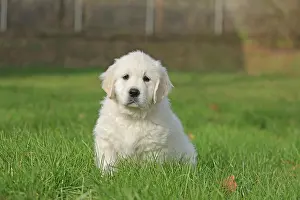 Ruhr: Golden Retriever, 8 weeks old, Frnndenberg, North