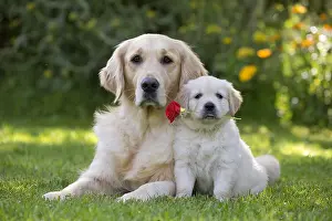 160419: Golden Retriever, adult with puppy holding red Rose