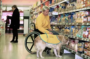 Shopping: Golden Retriever - aid dog assisting owner in wheelchair
