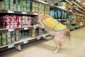 Shopping: Golden Retriever - aid dog assisting in supermarket