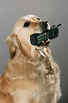 Disabled: Golden Retriever - aid dog carrying a cell phone in mouth