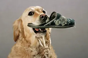 Disabled: Golden Retriever - aid dog carrying a slipper in mouth