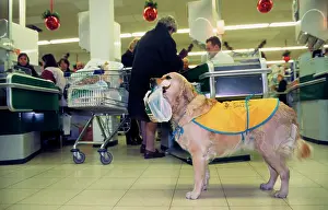 Disabled: Golden Retriever as aid dog with supermarket bag
