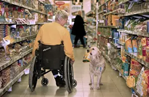 Shopping: Golden Retriever as aid dog with supermarket bag