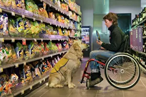 Disabled: Golden Retriever Assistance / Guide Dog - helping