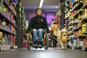 Disabled: Golden Retriever Assistance / Guide Dog - helping