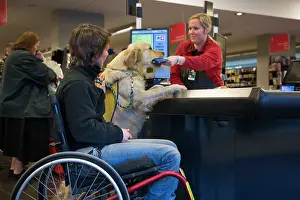 Disabled: Golden Retriever Assistance / Guide Dog - helping