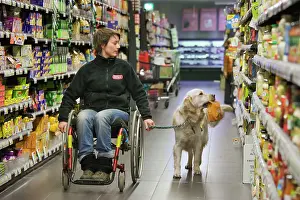 Shops: Golden Retriever Assistance / Guide Dog - helping