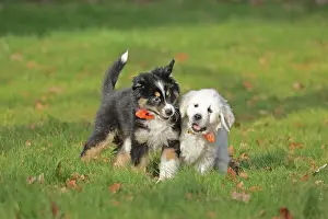 Ruhr: Golden Retriever and Australian Shepherd, play