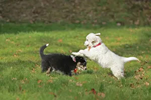 Ruhr: Golden Retriever and Australian Shepherd, play