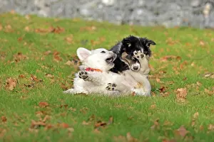 Ruhr: Golden Retriever and Australian Shepherd, play
