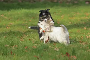 Ruhr: Golden Retriever and Australian Shepherd, play