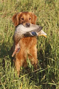 Bogs: Golden Retriever binging back a Mallard GB