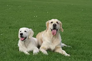 Bitches: Two Golden Retriever bitches next to each other
