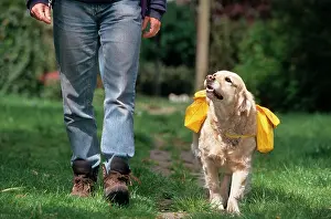 Helping: Golden Retriever - carrying a rucksack, walking with owner
