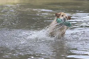 Returning: Golden Retriever catching a false prey in the water France