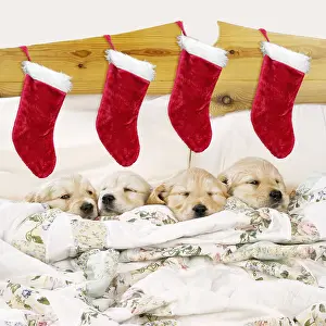 Stocking: Golden Retriever Dog - 4 puppies in a bed with Christmas
