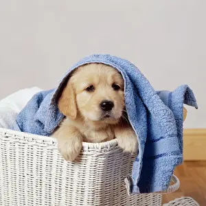 Golden Retriever Dog