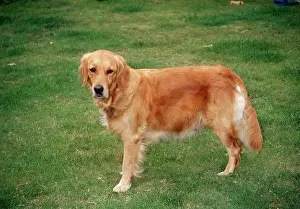 Pregnant: Golden Retriever Dog