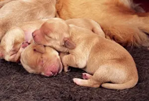 Golden Retriever Dog