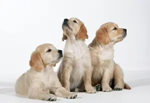 Displacement: Golden Retriever Dog