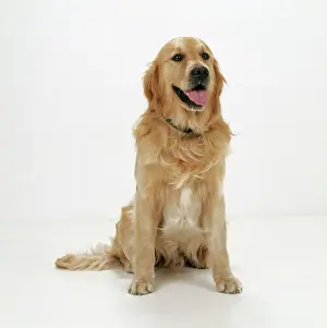 Disc: Golden Retriever Dog