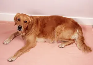 Pregnant: Golden Retriever Dog