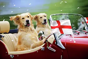 Patriotism: Golden Retriever Dog