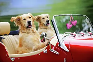 Weddings: Golden Retriever Dog
