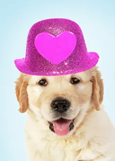 170222: Golden Retriever Dog, 7 week old puppy wearing pink bowle ha