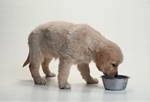 Bowl: GOLDEN RETRIEVER DOG - 8 week old Puppy eats from bowl