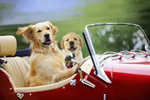 Fathers: Golden Retriever Dog, adult and young