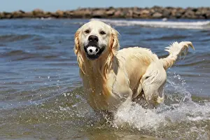 Snouts: Golden Retriever dog (Canis lupus familiaris), male
