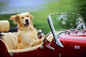 Golden Retriever Dog - in car