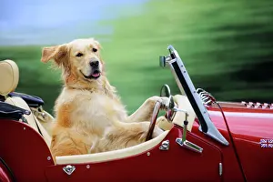 Vehicles: Golden Retriever Dog - in car