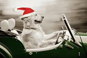 Retreivers: Golden Retriever Dog - in car wearing Christmas hat