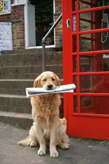 Fetching: Golden Retriever DOG - carrying