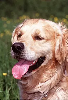 Temperature: Golden Retriever DOG - close-up of head, panting