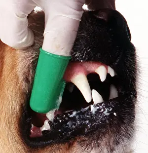 Obedience: Golden retriever DOG - close-up of teeth being cleaned