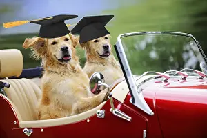 Boards: Golden Retriever Dog, couple in car wearing Graduation