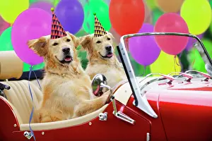Motor: Golden Retriever Dog, couple in car wearing party hats with