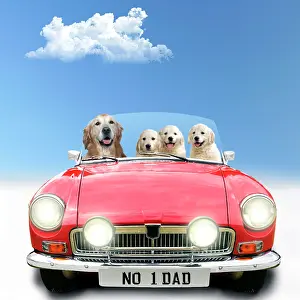 Convertible: Golden Retriever Dog driving car, adult with puppies