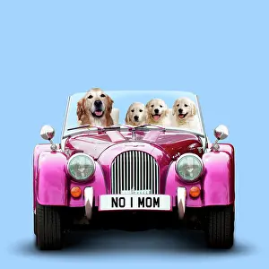 Kids: Golden Retriever Dog driving car with puppies